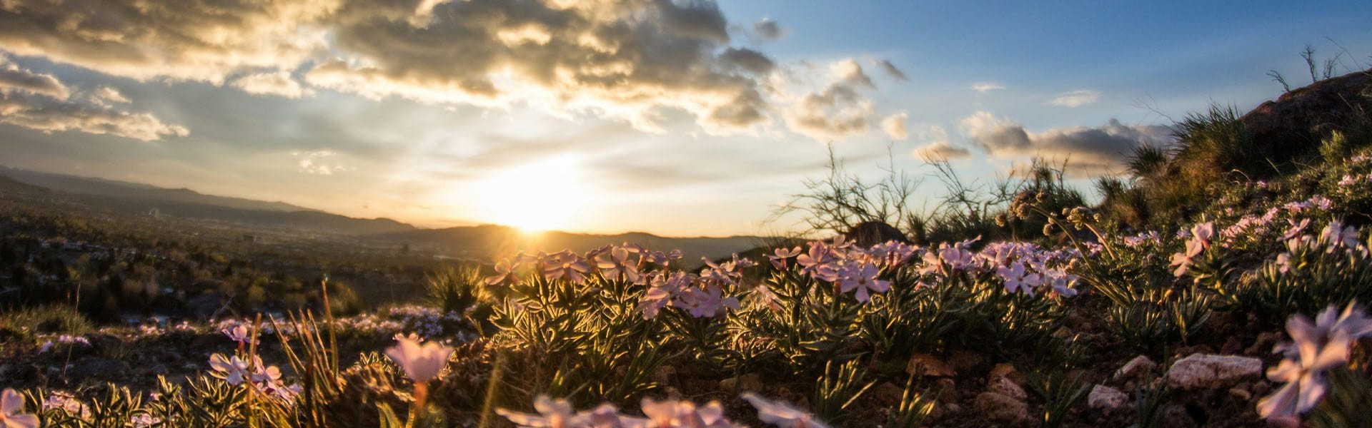 Sunset meadow Supportive Counselling York Counselling & Psychotherapy in York Face‑to‑Face & Online