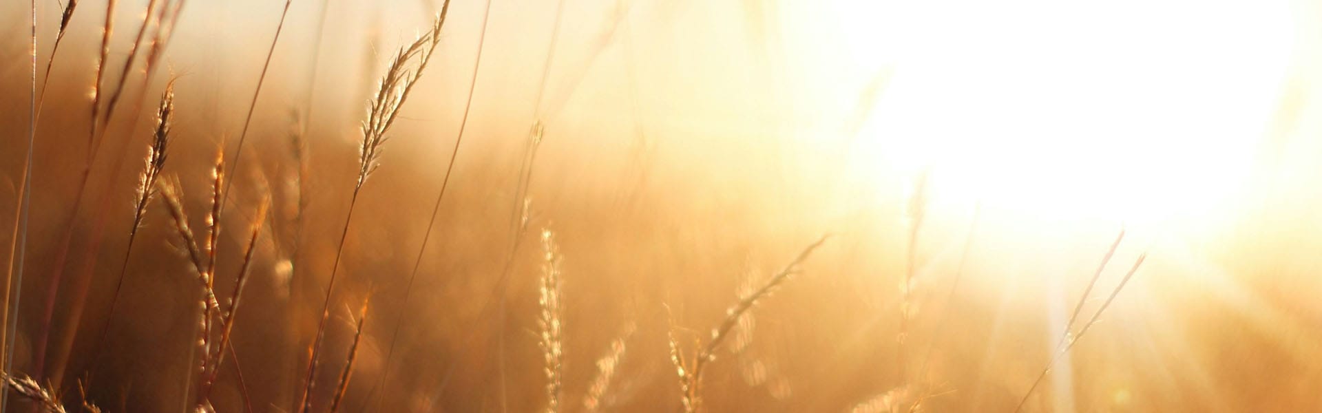 Barley Sunrise - Supportive Counselling Ltd Comfortable client sofa in counselling room in York supporting safe and relaxed therapy sessions
